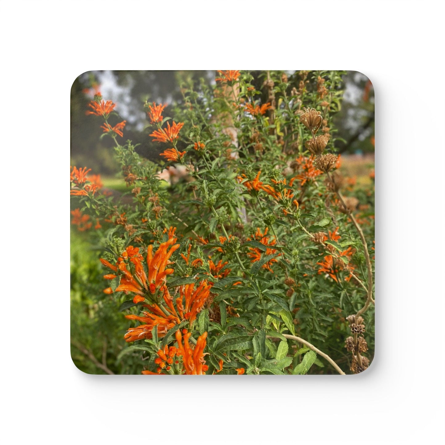 Cathylove- Mummy Dear - Corkwood Coaster Set 20% Off Code: Cathylove Home Decor